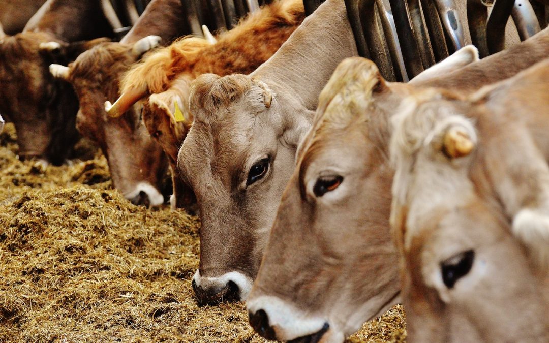 A Comprehensive Overview of the Global Feed Enzymes Market: Size, Trends, Segments, and Outlook (2023-2028)