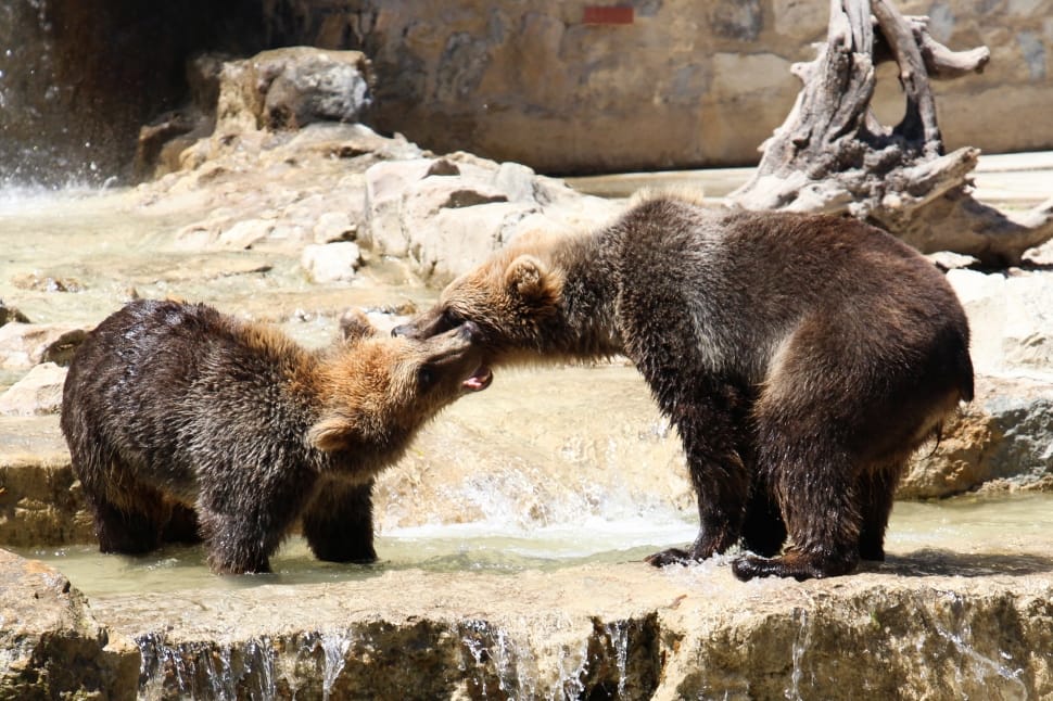 Successful Grizzly Bear Relocation in Park County, Wyoming.