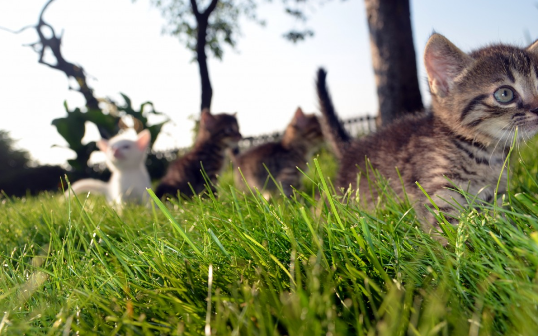 Discovering Young Wildlife: When to Step In and When to Step Away
