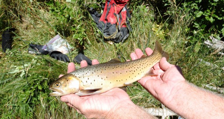 Exploring Wyoming’s Trophy-Size Trout Waters: An Ernest Hemingway Fishing Adventure